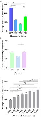 Liver-stage fate determination in Plasmodium vivax parasites: Characterization of schizont growth and hypnozoite fating from patient isolates